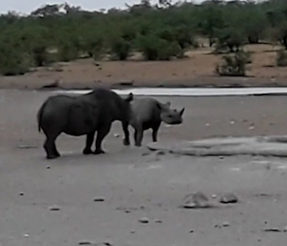بالفيديو: معركة شرسة قوية بين وحيدي قرن مهددين بالانقراض صورة رقم 4