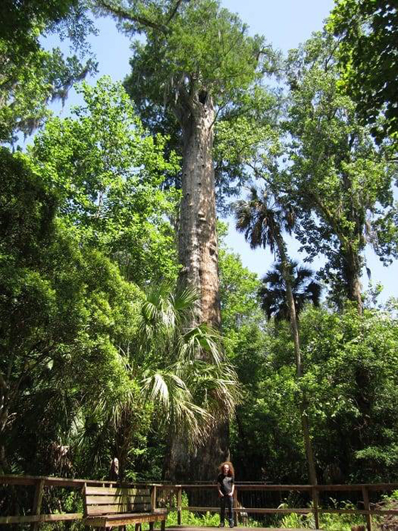 عمرها آلاف السنوات... تعرف إلى أقدم 10 أشجار في العالم! صورة رقم 1