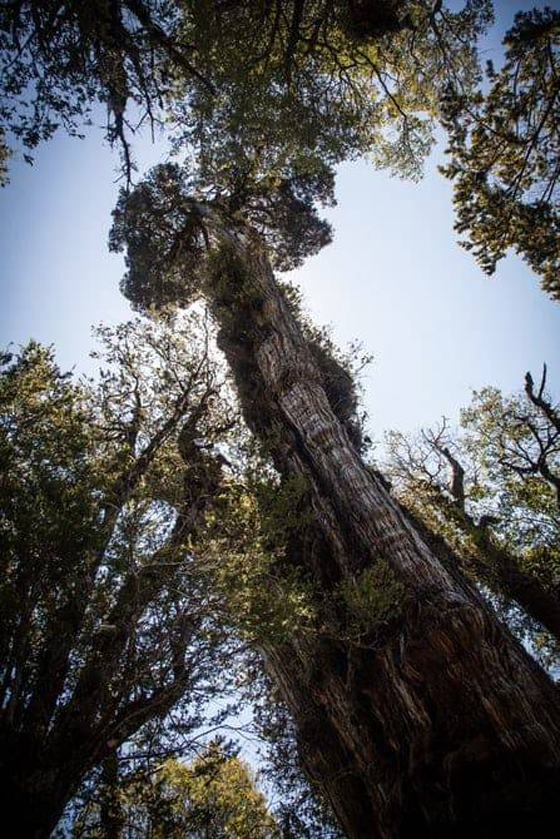 عمرها آلاف السنوات... تعرف إلى أقدم 10 أشجار في العالم! صورة رقم 2
