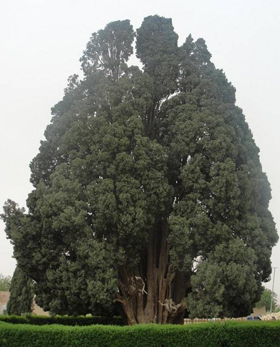 عمرها آلاف السنوات... تعرف إلى أقدم 10 أشجار في العالم! صورة رقم 3