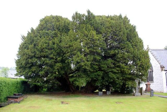 عمرها آلاف السنوات... تعرف إلى أقدم 10 أشجار في العالم! صورة رقم 4