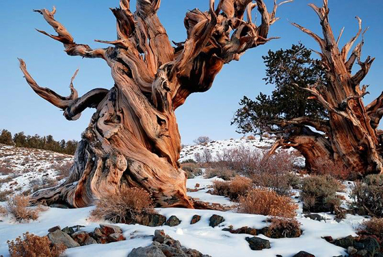 عمرها آلاف السنوات... تعرف إلى أقدم 10 أشجار في العالم! صورة رقم 5