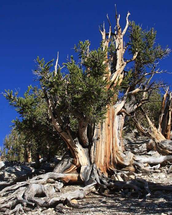 عمرها آلاف السنوات... تعرف إلى أقدم 10 أشجار في العالم! صورة رقم 7