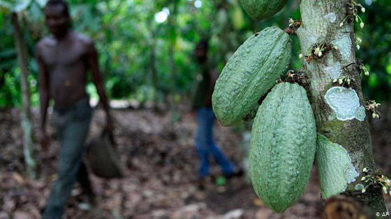 اليوم العالمي للشوكولاتة: الكاكاو المجبول بالاستغلال والفقر والألم صورة رقم 4