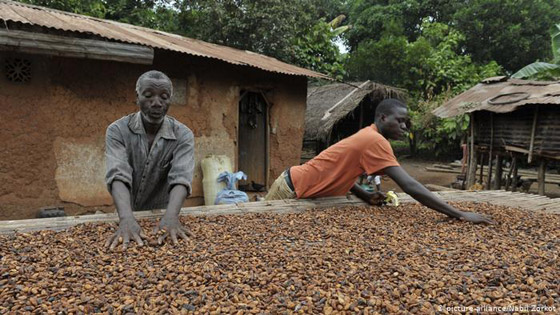 اليوم العالمي للشوكولاتة: الكاكاو المجبول بالاستغلال والفقر والألم صورة رقم 6