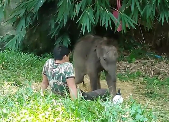 بالفيديو والصور: رد فعل مؤثر لفيل صغير رفضه قطيعه صورة رقم 2