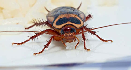 حقائق علمية مُزعجة ومدهشة لا تعرفها حول الصراصير! صورة رقم 2