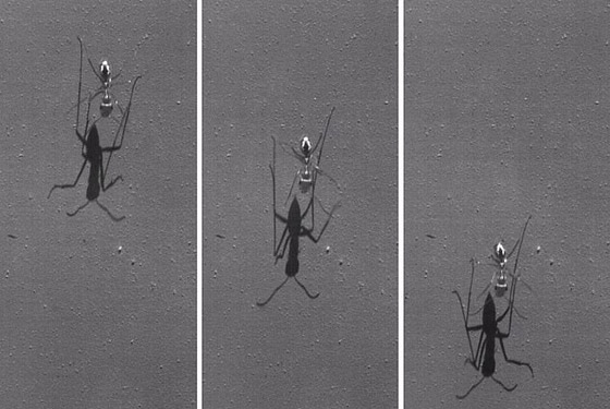 بسرعة 580 ك/س.. علماء يكتشفون أسرع نملة في العالم! صورة رقم 1
