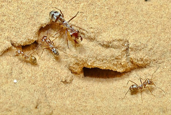 بسرعة 580 ك/س.. علماء يكتشفون أسرع نملة في العالم! صورة رقم 3