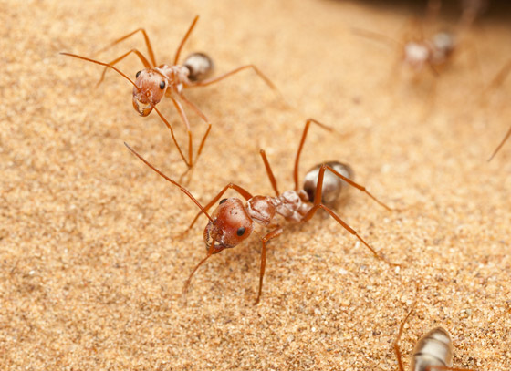 بسرعة 580 ك/س.. علماء يكتشفون أسرع نملة في العالم! صورة رقم 2