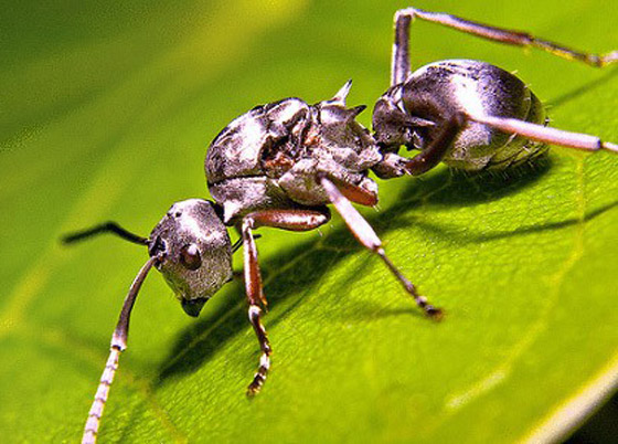 بسرعة 580 ك/س.. علماء يكتشفون أسرع نملة في العالم! صورة رقم 5