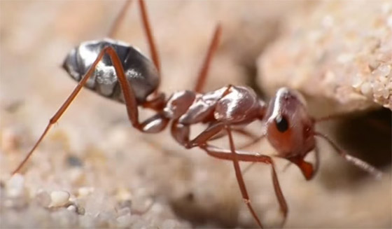بسرعة 580 ك/س.. علماء يكتشفون أسرع نملة في العالم! صورة رقم 6