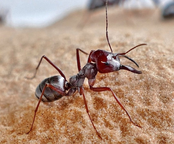 بسرعة 580 ك/س.. علماء يكتشفون أسرع نملة في العالم! صورة رقم 7