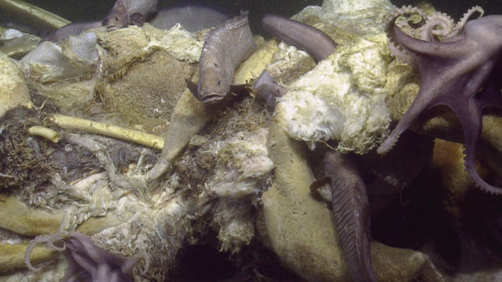 فيديو مذهل.. كائنات بحرية تتغذى على بقايا حوت نافق في أعماق البحر! صورة رقم 2