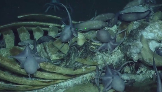 فيديو مذهل.. كائنات بحرية تتغذى على بقايا حوت نافق في أعماق البحر! صورة رقم 6