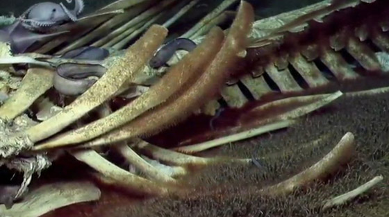 فيديو مذهل.. كائنات بحرية تتغذى على بقايا حوت نافق في أعماق البحر! صورة رقم 8