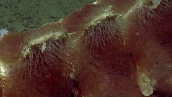 فيديو مذهل.. كائنات بحرية تتغذى على بقايا حوت نافق في أعماق البحر! صورة رقم 9