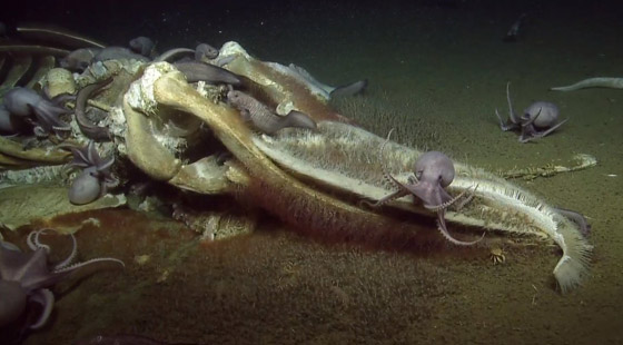 فيديو مذهل.. كائنات بحرية تتغذى على بقايا حوت نافق في أعماق البحر! صورة رقم 11