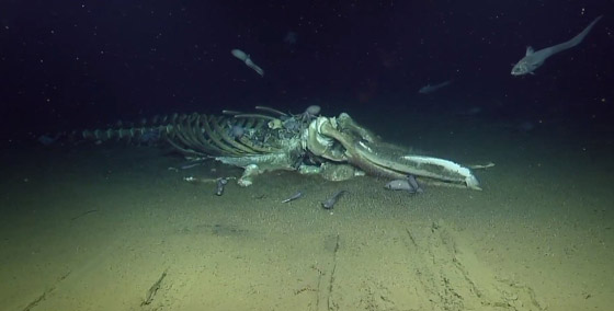 فيديو مذهل.. كائنات بحرية تتغذى على بقايا حوت نافق في أعماق البحر! صورة رقم 12