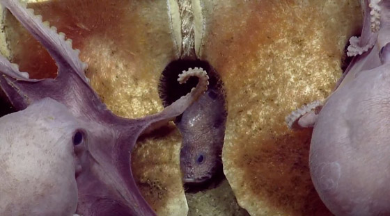 فيديو مذهل.. كائنات بحرية تتغذى على بقايا حوت نافق في أعماق البحر! صورة رقم 13