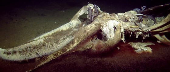 فيديو مذهل.. كائنات بحرية تتغذى على بقايا حوت نافق في أعماق البحر! صورة رقم 14