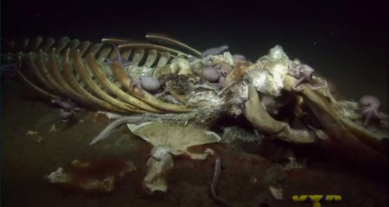 فيديو مذهل.. كائنات بحرية تتغذى على بقايا حوت نافق في أعماق البحر! صورة رقم 15