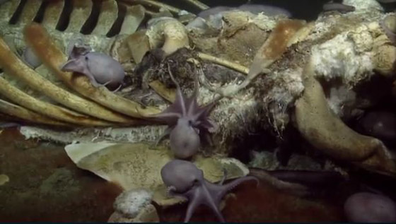 فيديو مذهل.. كائنات بحرية تتغذى على بقايا حوت نافق في أعماق البحر! صورة رقم 16