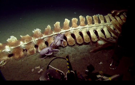 فيديو مذهل.. كائنات بحرية تتغذى على بقايا حوت نافق في أعماق البحر! صورة رقم 17