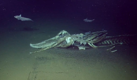 فيديو مذهل.. كائنات بحرية تتغذى على بقايا حوت نافق في أعماق البحر! صورة رقم 18