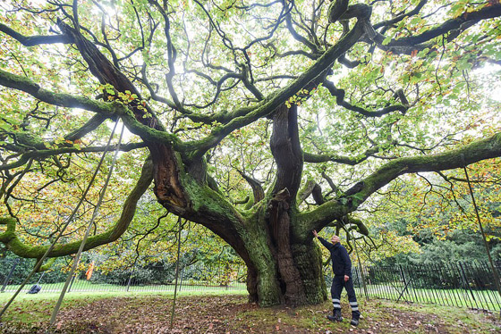 بالصور: اختيار شجرة العام في بريطانيا عمرها ألف سنة صورة رقم 1
