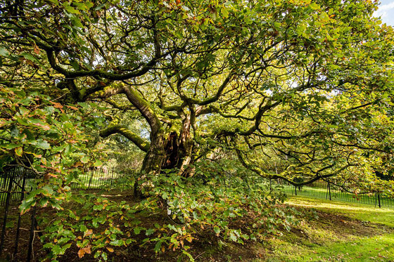 بالصور: اختيار شجرة العام في بريطانيا عمرها ألف سنة صورة رقم 3