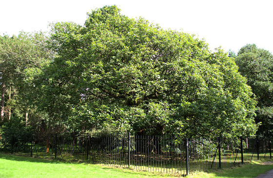 بالصور: اختيار شجرة العام في بريطانيا عمرها ألف سنة صورة رقم 4