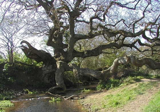 بالصور: اختيار شجرة العام في بريطانيا عمرها ألف سنة صورة رقم 7