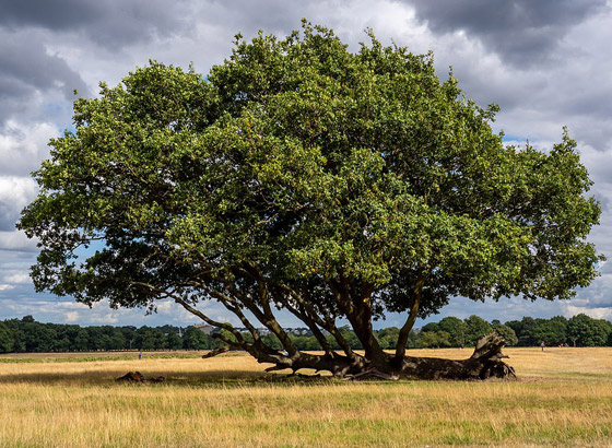 بالصور: اختيار شجرة العام في بريطانيا عمرها ألف سنة صورة رقم 8