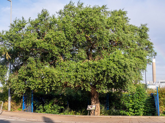 بالصور: اختيار شجرة العام في بريطانيا عمرها ألف سنة صورة رقم 9