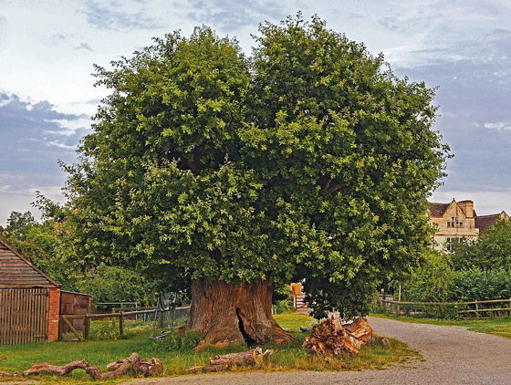 بالصور: اختيار شجرة العام في بريطانيا عمرها ألف سنة صورة رقم 10