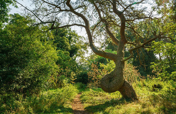 بالصور: اختيار شجرة العام في بريطانيا عمرها ألف سنة صورة رقم 11