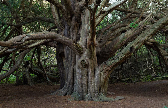 بالصور: اختيار شجرة العام في بريطانيا عمرها ألف سنة صورة رقم 12