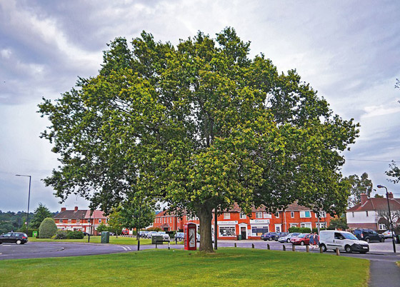 بالصور: اختيار شجرة العام في بريطانيا عمرها ألف سنة صورة رقم 13