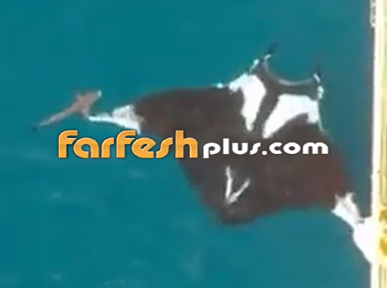 بالفيديو: مخلوق بحري عملاق بجانبه سمكة قرش كبيرة لا تُقارن به! صورة رقم 1