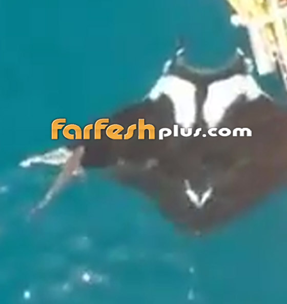 بالفيديو: مخلوق بحري عملاق بجانبه سمكة قرش كبيرة لا تُقارن به! صورة رقم 2