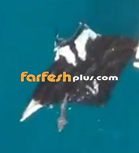 بالفيديو: مخلوق بحري عملاق بجانبه سمكة قرش كبيرة لا تُقارن به! صورة رقم 4