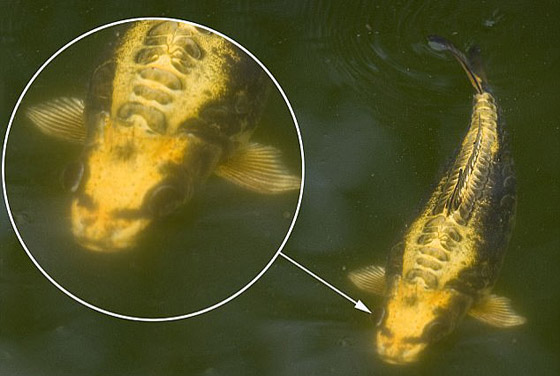 سمكة مخيفة بوجه إنسان تُرعب الناس بعد تصويرها داخل بحيرة صينية! صورة رقم 1