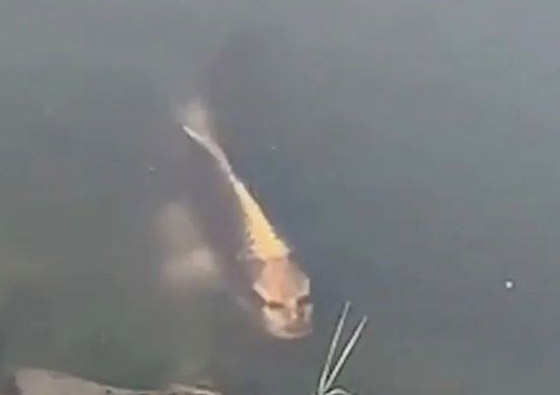 سمكة مخيفة بوجه إنسان تُرعب الناس بعد تصويرها داخل بحيرة صينية! صورة رقم 4
