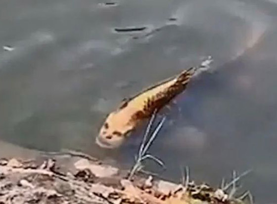 سمكة مخيفة بوجه إنسان تُرعب الناس بعد تصويرها داخل بحيرة صينية! صورة رقم 5
