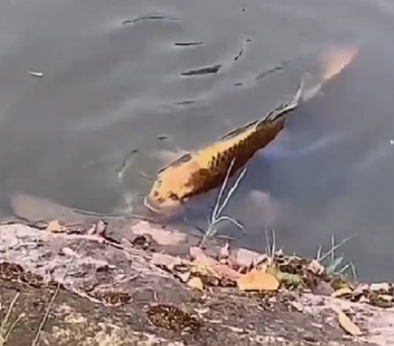 سمكة مخيفة بوجه إنسان تُرعب الناس بعد تصويرها داخل بحيرة صينية! صورة رقم 7