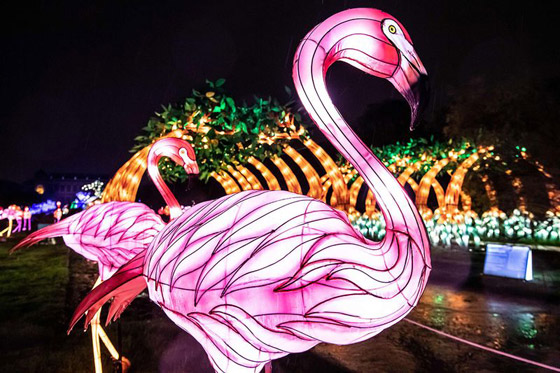 بالصور: مصابيح عملاقة على شكل حيوانات بحرية تتلألأ في باريس صورة رقم 27
