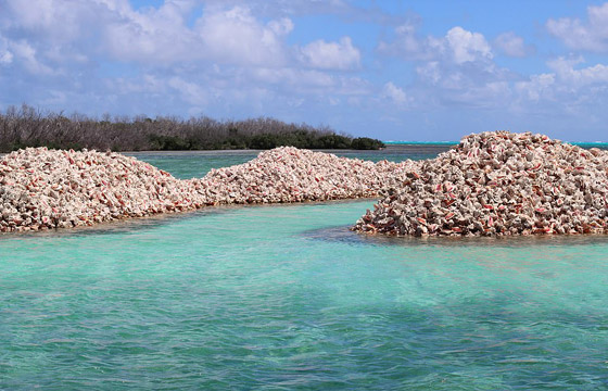 جزيرة غريبة من أصداف المحار والقواقع تجذب السائحين في الكاريبي صورة رقم 7