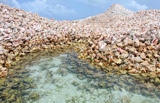 جزيرة غريبة من أصداف المحار والقواقع تجذب السائحين في الكاريبي صورة رقم 2