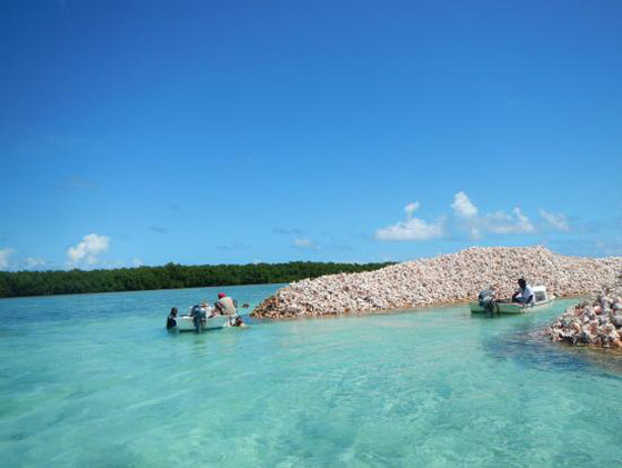 جزيرة غريبة من أصداف المحار والقواقع تجذب السائحين في الكاريبي صورة رقم 3